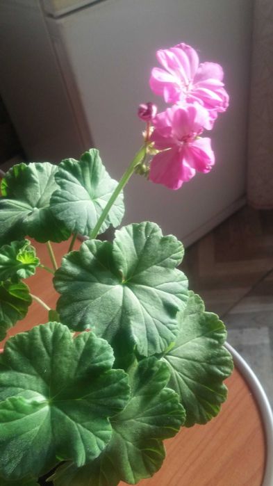 Герань комнатная