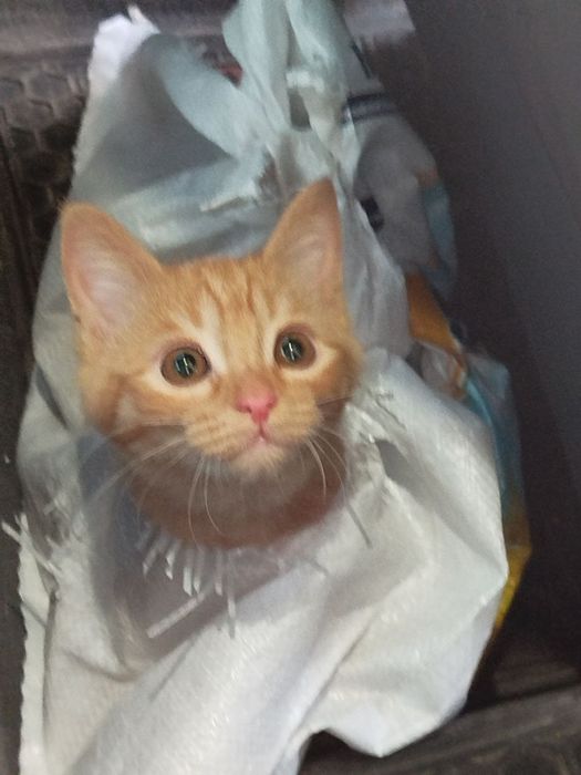 Кошка турецкий ангар