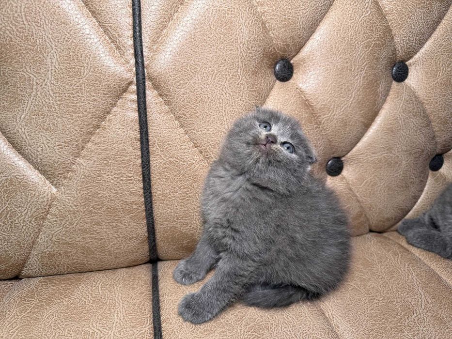 Продается котенок скоттиш фолд