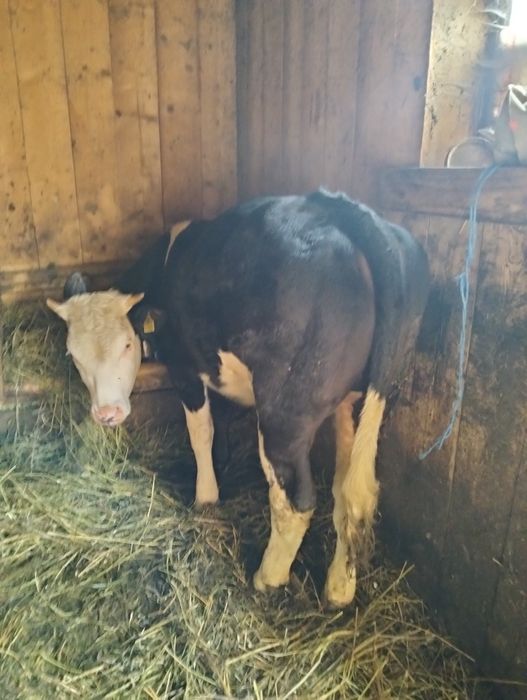 Vând juninca baltata