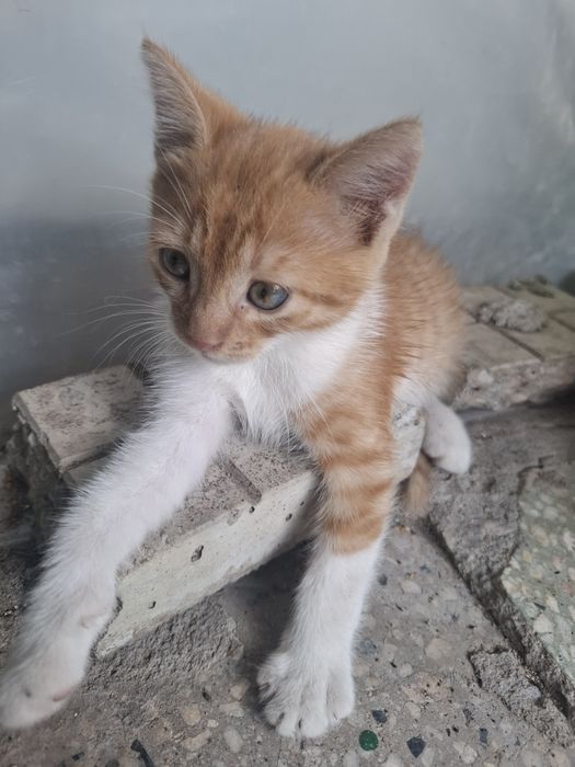 Подарявам   коте