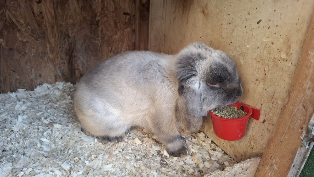 Iepuri berbec pitic originali