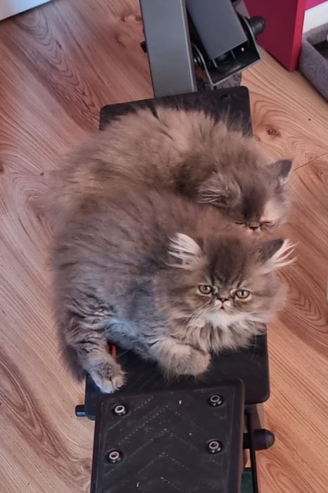 Персийски котета родени на 23.05.26г.