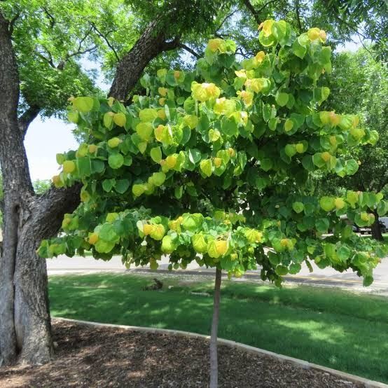 Cercis hearts gold
