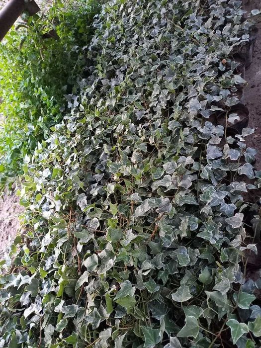 Шамшот - вечнозеленный, Герань (разные цвета), Девичий виноград и т.д.