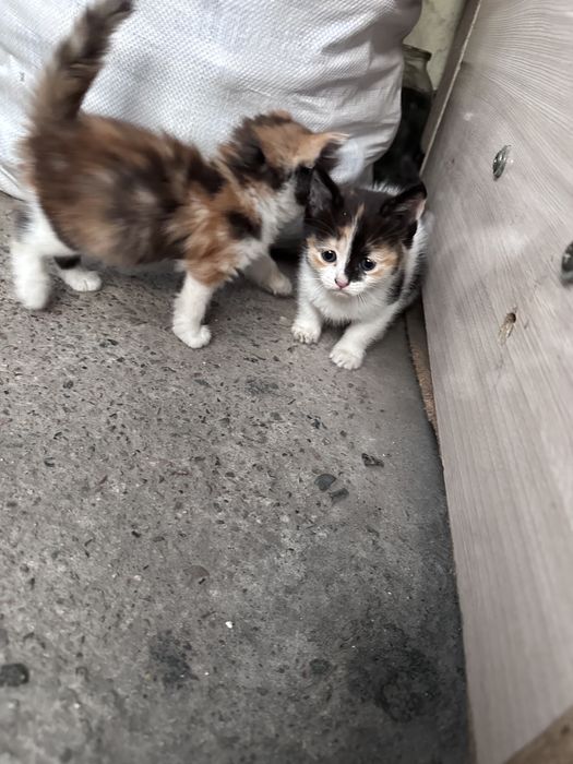 маленький котята
