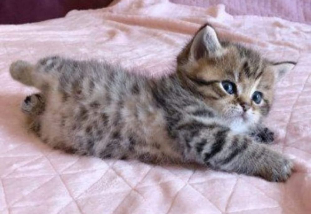 British silver tabby