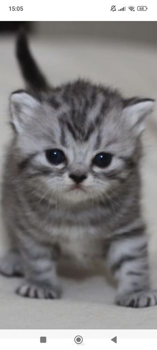 Шотланские котята.Приучены.