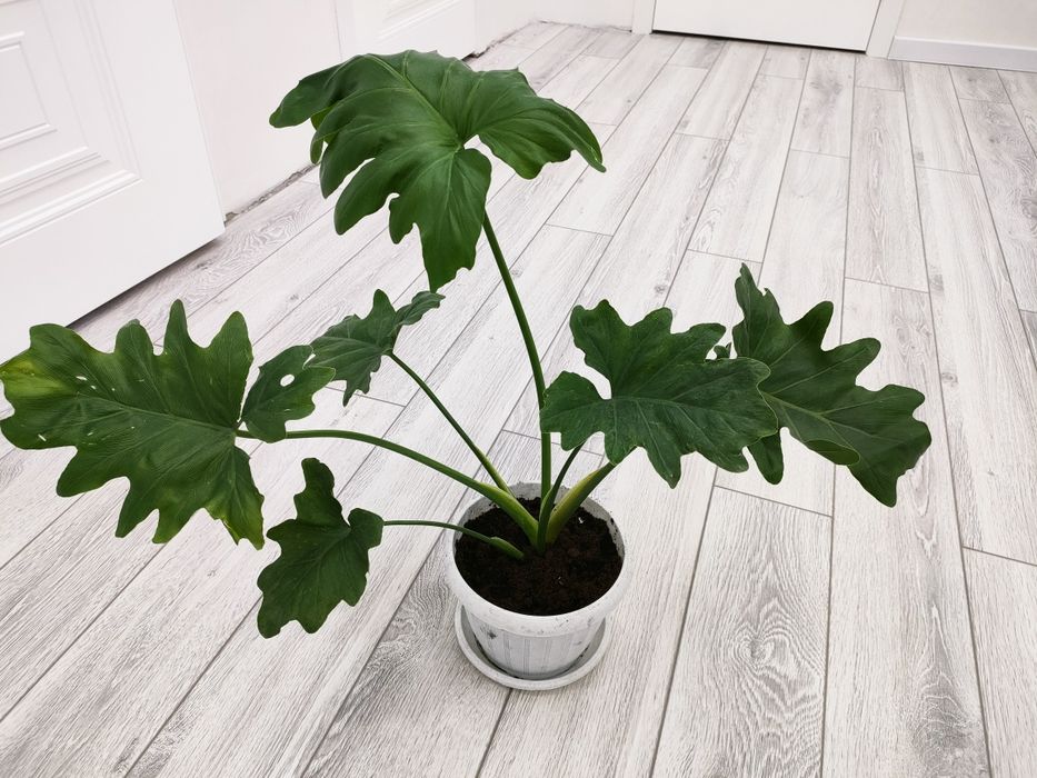 Комнатные растения, есть доставка