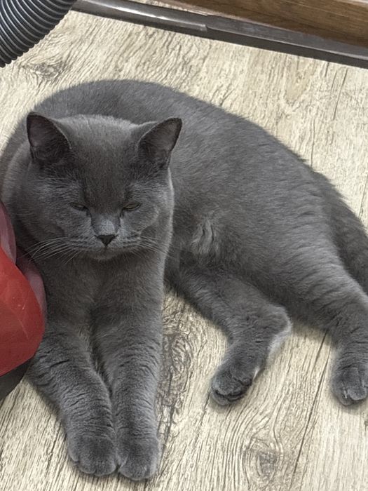 Мушукчалар сотилади