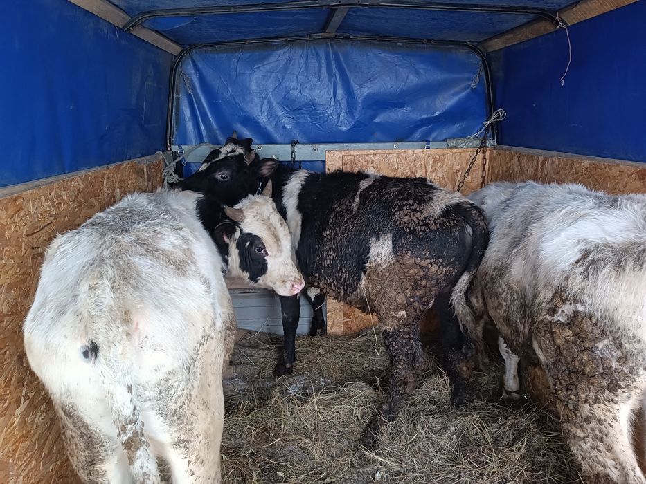 Продам 3 Бычков.