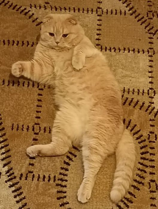 ВЯЗКА СОТИЛМАЙДИ ( qoshtirish uchun)  Шотландский веслоух Скоттиш Фолд