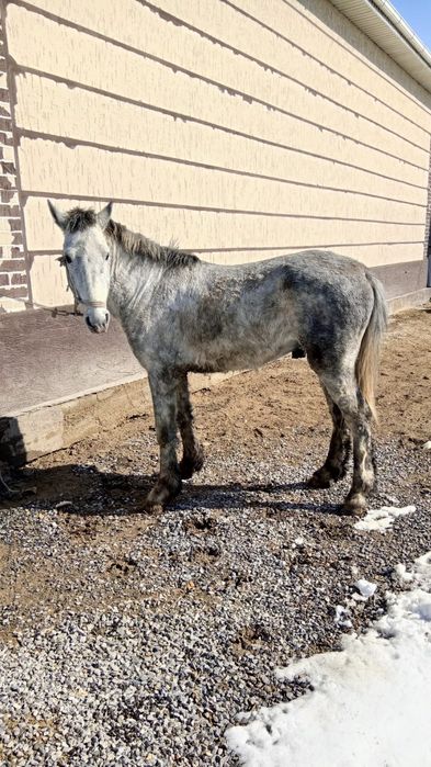 Көк Айғыр 6 жасар