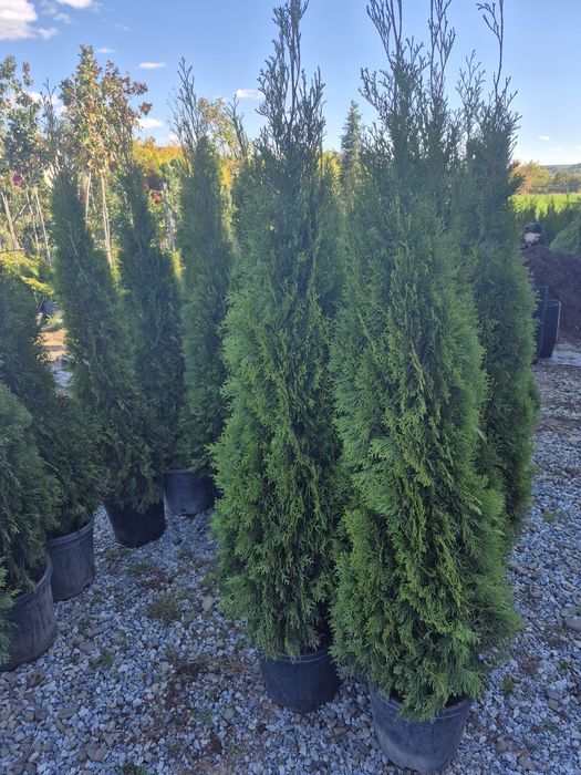 Tuia smaragd 160-170cm