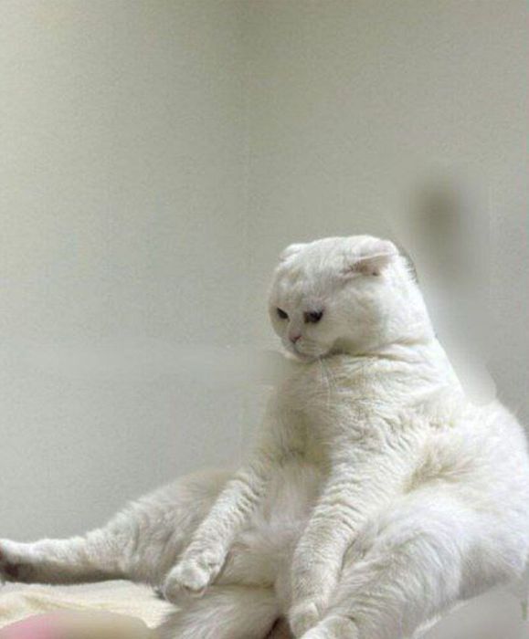 Скоттиш-фолд вязка