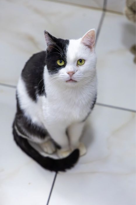 Буренка ищет свой дом!