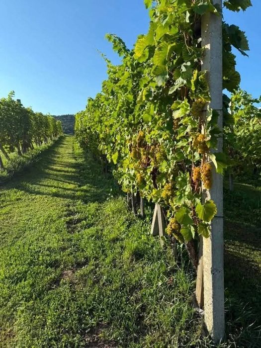 Struguri de vin.preț real, transport la domiciliu