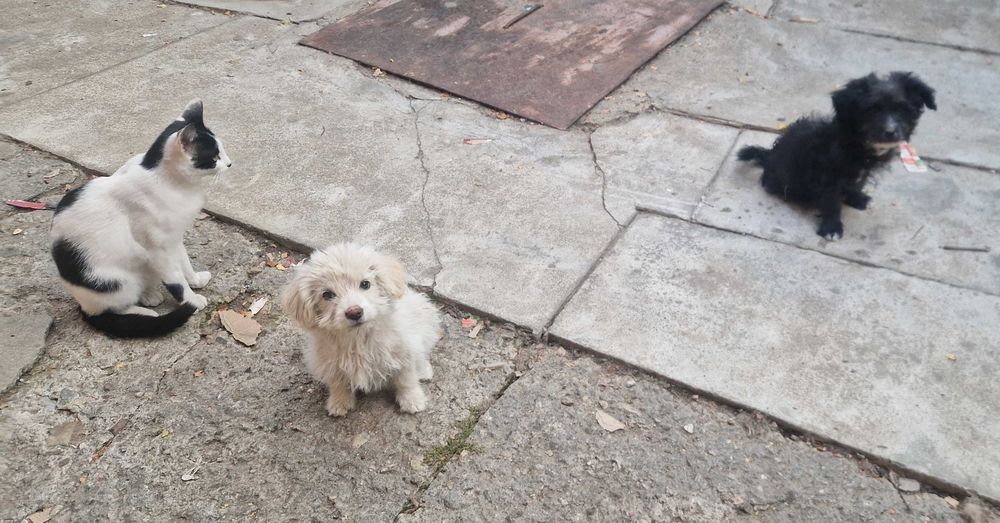 Donez catelusi metis de Bichon