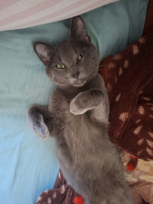 Котик ищет любящую семью