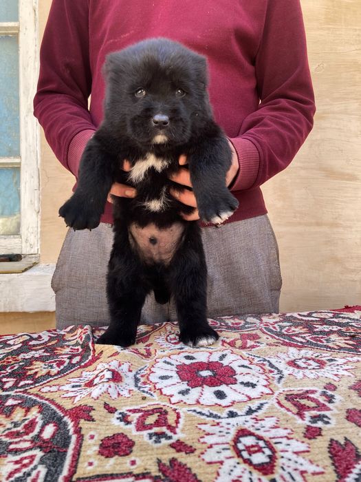 Щенок ( туркменского Алабая ) чистокровный