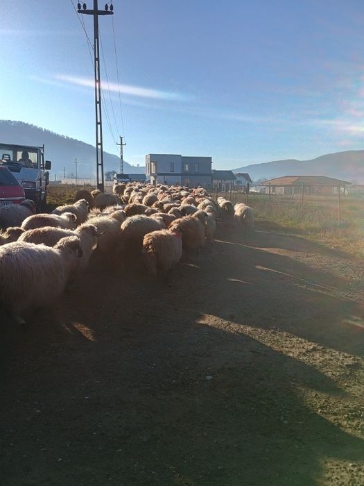 Oi de vânzare la Nr de telefon
