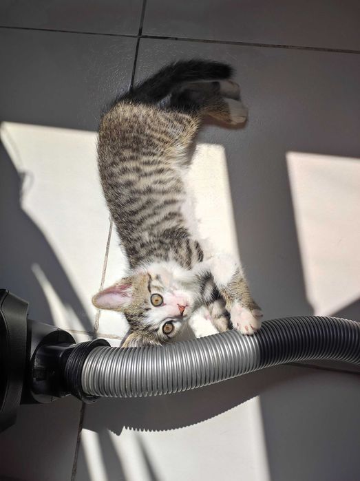 Котёнок в добрые руки 3 месяца