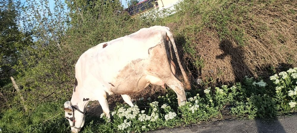 Vaca de vânzare.