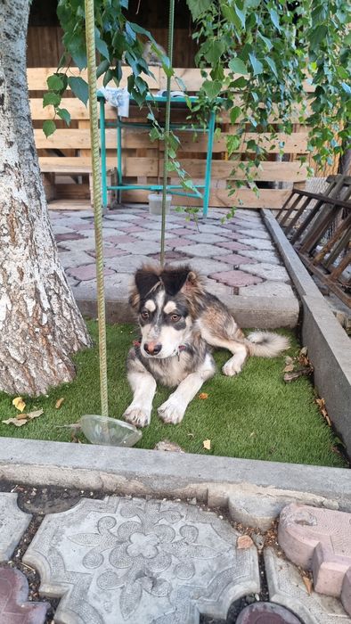 Пристраиваю щенка