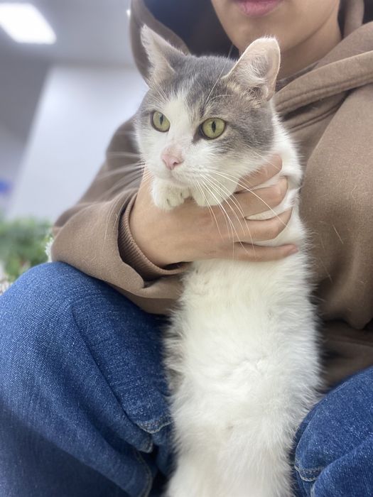 Отдаем кота