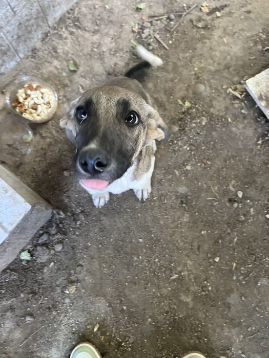 Щенок-подросток девочка