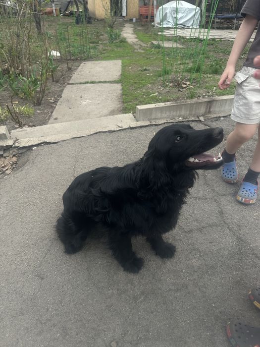 Отдам щенка в добрые руки