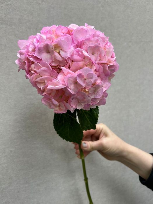 Гортензия в ассортименте