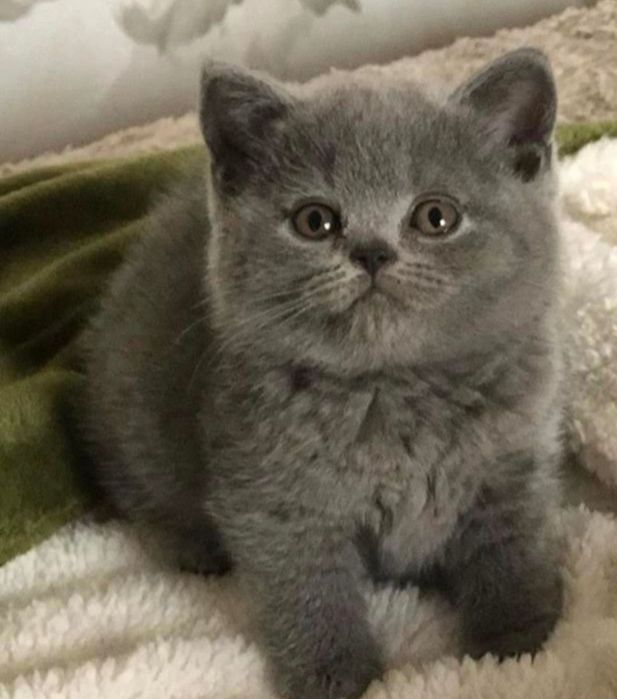 Baetel british Blue
