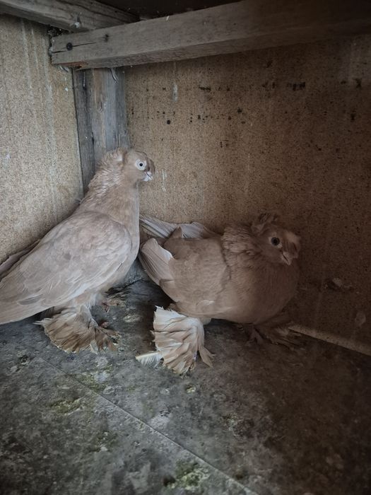 Жёлтые самец самка