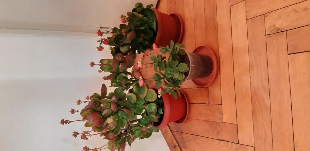 Каланхое различни цветове ,големина и други цветя