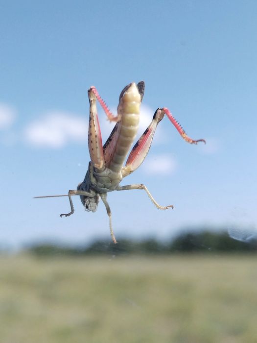 Недорого, продам TLP150 ...