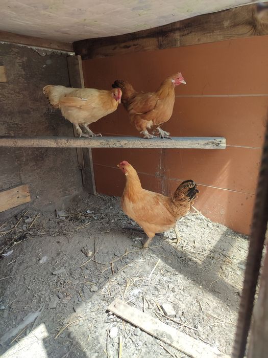 Карликовые куры карлики