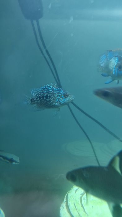 Цихлиды разные виды