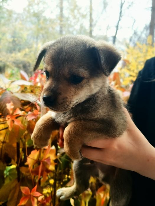 Щенки за шоколадку.  В самые добрые ручки.