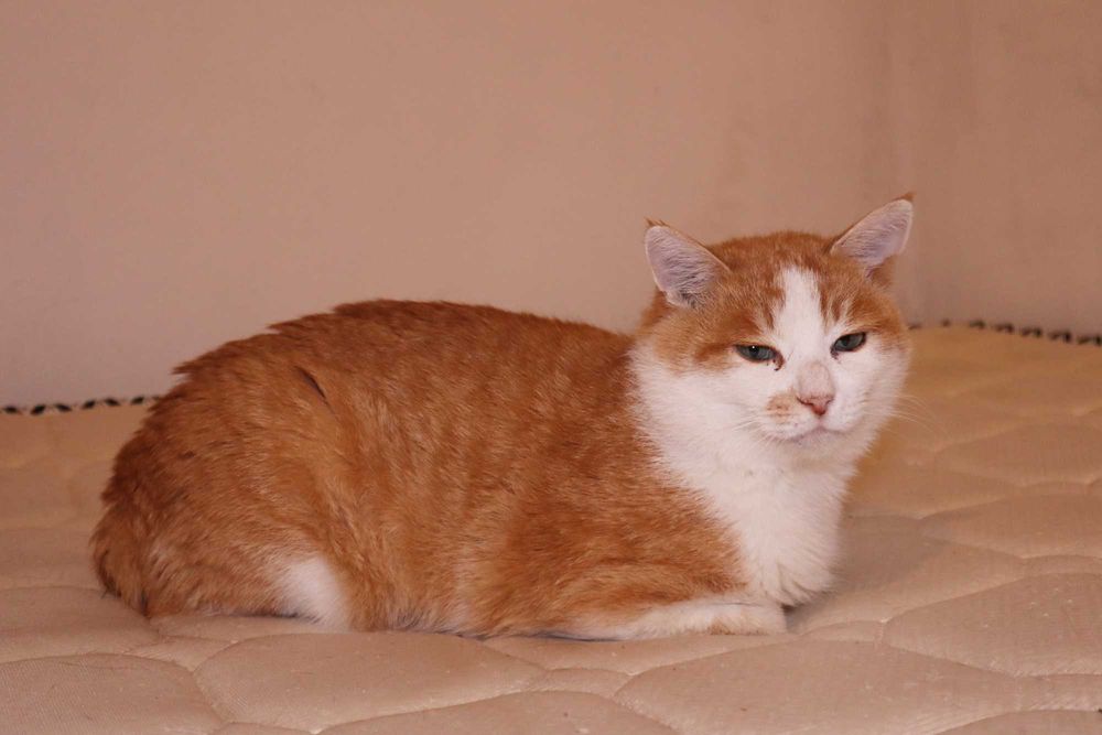 Спасенный кот в добрые руки