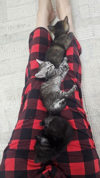 Котята бесплатно