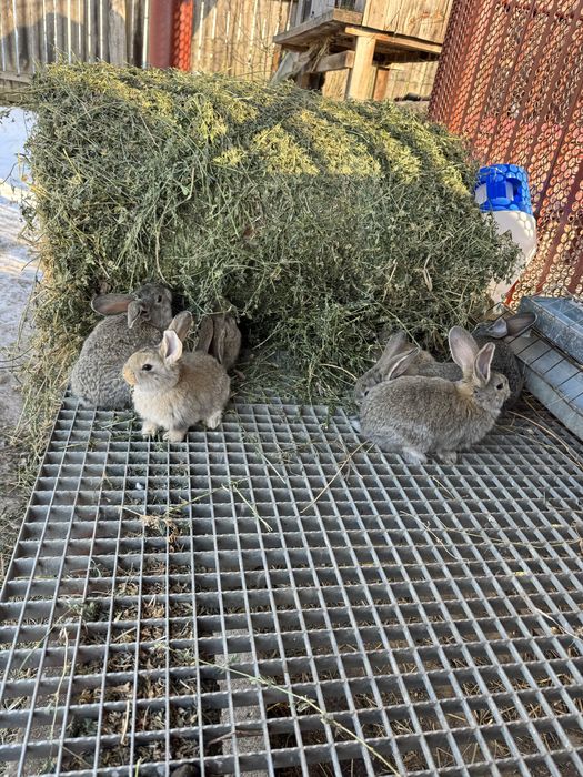 Vand iepurasi urias german