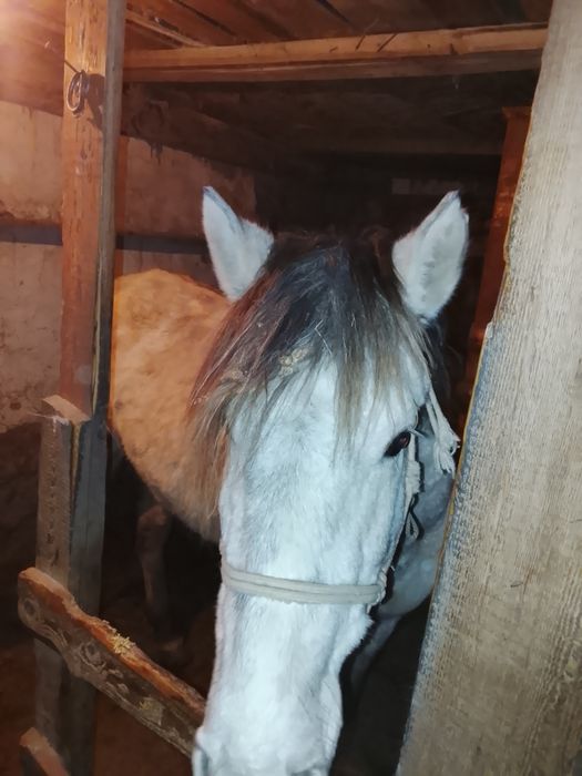 Жас бие сатылады