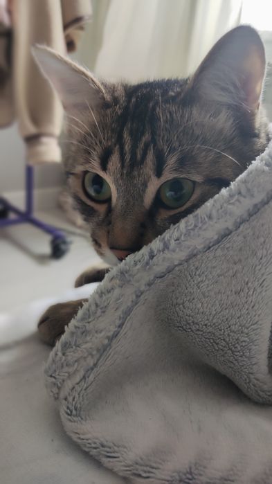 Игривый кот 1.5 года
