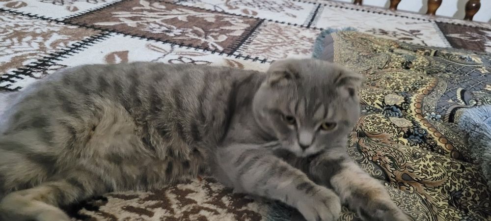 Скоттиш фолд мальчик продаётся skottish fold o'gil bola sotiladi