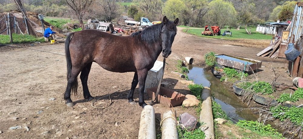 5 годишна кобила