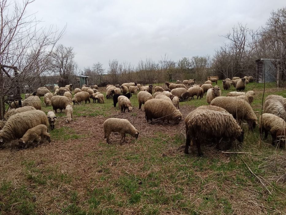 Vând oi gestante si fătat