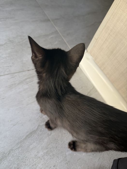 Отдам котенка в добрые руки