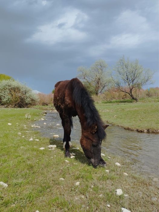 Еркек тай сатылады