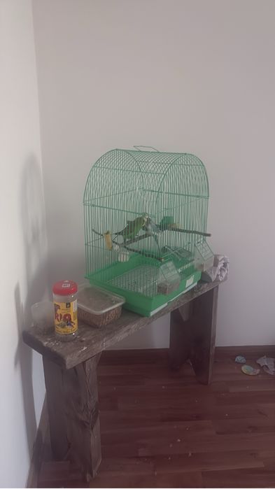 Продаем волнистых папугаев